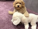 XXS TOY POODLE YAVRULAR