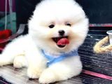 Orji̇nal Pomerani̇an Boo