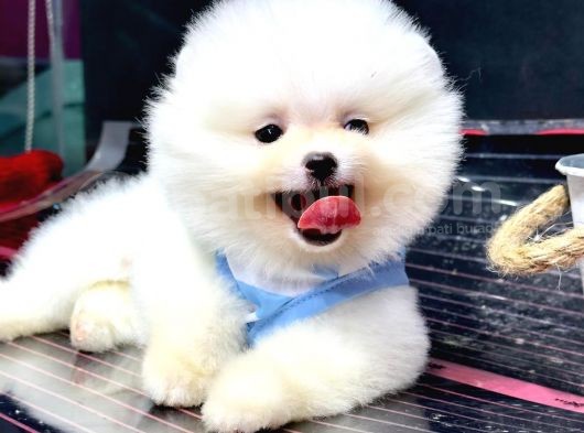 Orji̇nal Pomerani̇an Boo görsel