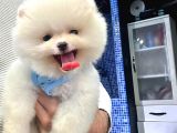 Orji̇nal Pomerani̇an Boo
