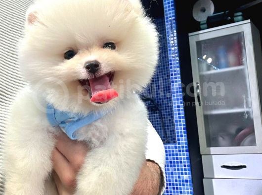 Orji̇nal Pomerani̇an Boo görsel