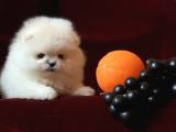XXS MİNİ POMERANİAN BOO YAVRULAR