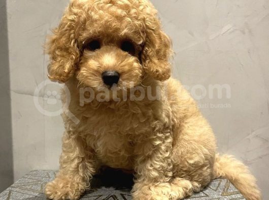 Xxs En İyi̇ Görsel Toy Poodle Yavrular görsel