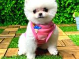Orji̇nal Pomerani̇an Boo
