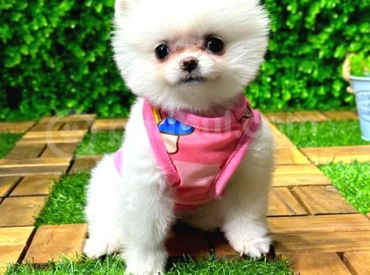 Orji̇nal Pomerani̇an Boo görsel