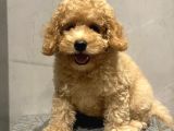 Xxs En İyi̇ Görsel Toy Poodle Yavrular 