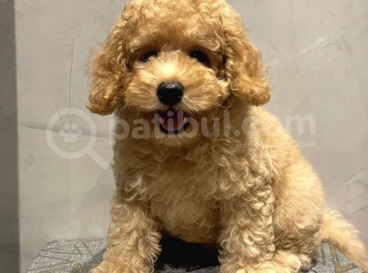 Xxs En İyi̇ Görsel Toy Poodle Yavrular  görsel
