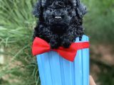 Xxs Si̇yah  Toy Poodle