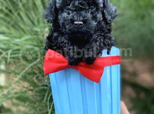 Xxs Si̇yah  Toy Poodle görsel