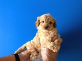 SEVİMLİ ORİJİNAL MALTİPOO BEBEKLERİ