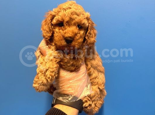 Irk Ve Sağlik Garanti̇li̇ Aşili Toy Poodle Bebekler