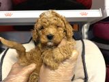 TOY POODLE BEBEKLERİMİZ