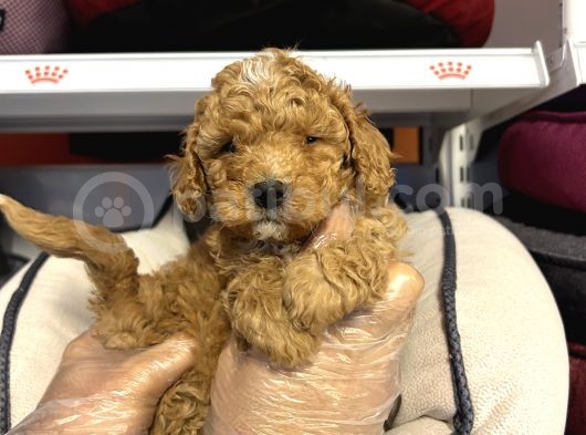 Toy Poodle Bebekleri̇mi̇z