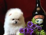 TEDDY BEAR POMERANİAN YAVRULAR