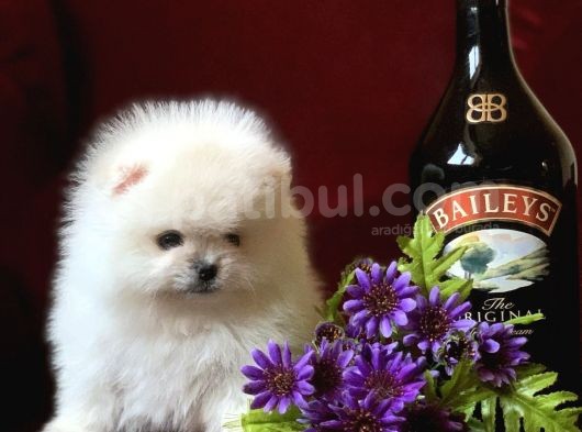 Teddy Bear Pomerani̇an Yavrular