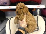 Irk Ve Sağlik Garanti̇li̇ Aşili Toy Poodle Bebekler