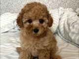 Show Görsel Toy Poodle Yavrular