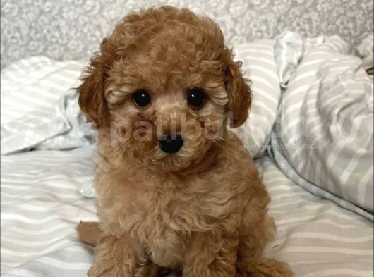 Show Görsel Toy Poodle Yavrular görsel