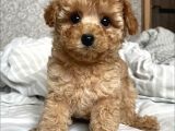 Show Görsel Toy Poodle Yavrular