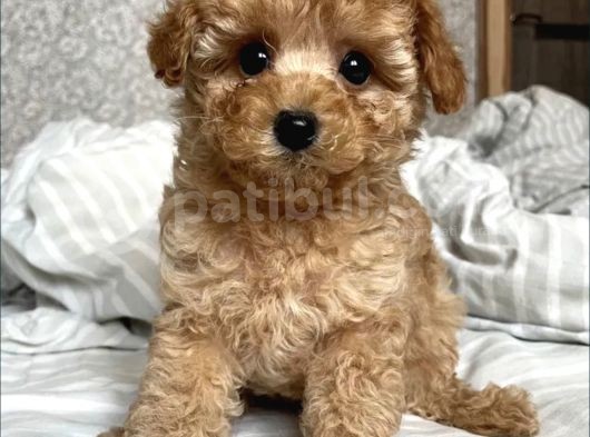 Show Görsel Toy Poodle Yavrular görsel