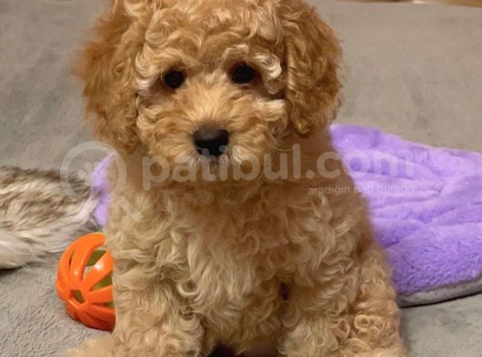 Xxs En İyi̇ Görsel Toy Poodle Yavrular  görsel