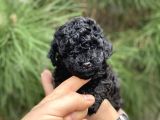 XXS sİYAH  TOY POODLE