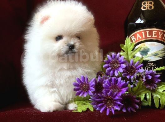 Teddy Bear Pomerani̇an Yavrular görsel