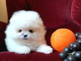 Xxs Mi̇ni̇ Pomerani̇an Boo Yavrular