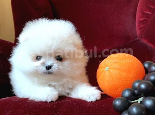 Xxs Mi̇ni̇ Pomerani̇an Boo Yavrular görsel
