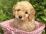 TOY POODLE YAVRULAR