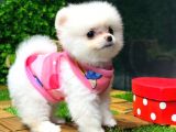 Orji̇nal Pomerani̇an Boo