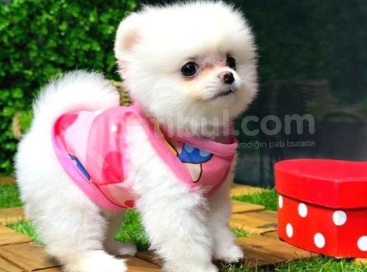 Orji̇nal Pomerani̇an Boo görsel