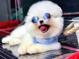 ORJİNAL POMERANİAN BOO
