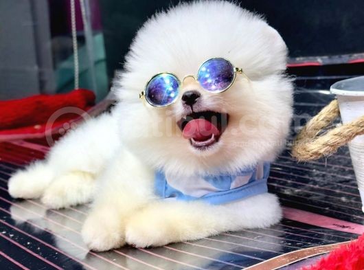 Orji̇nal Pomerani̇an Boo