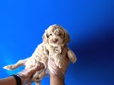 Ori̇ji̇nal Malti̇poo Renkli̇ Terri̇er Deği̇l