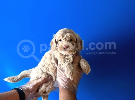 Ori̇ji̇nal Malti̇poo Renkli̇ Terri̇er Deği̇l görsel
