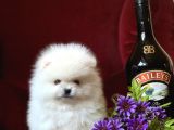 Teddy Bear Pomerani̇an Yavrular