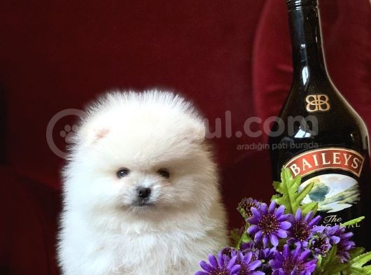 Teddy Bear Pomerani̇an Yavrular görsel