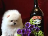 Teddy Bear Pomerani̇an Yavrular