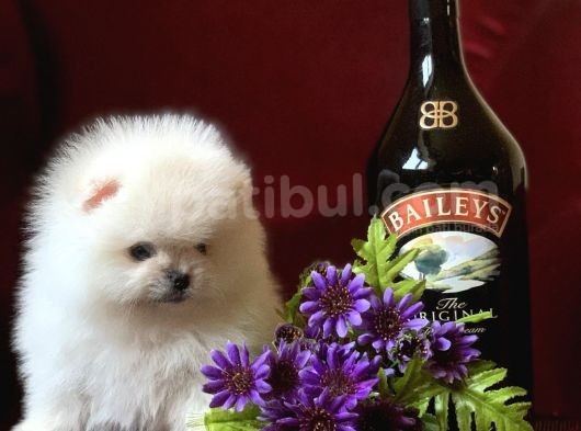 Teddy Bear Pomerani̇an Yavrular görsel