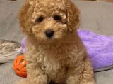 Xxs En İyi̇ Görsel Toy Poodle Yavrular