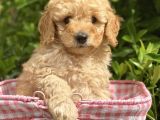 Toy Poodle Yavrular