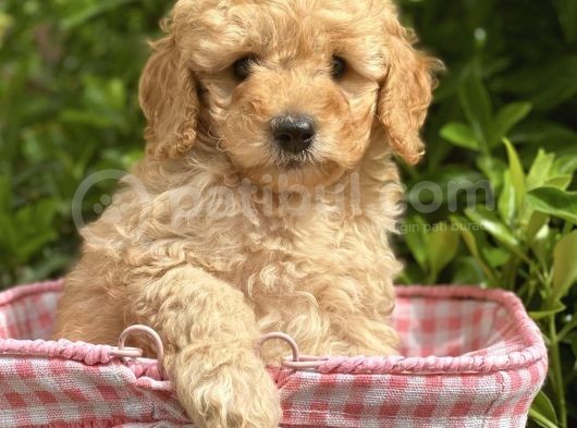 Toy Poodle Yavrular görsel