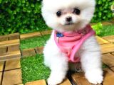 ORJİNAL POMERANİAN BOO