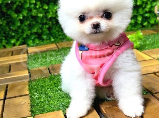 Orji̇nal Pomerani̇an Boo