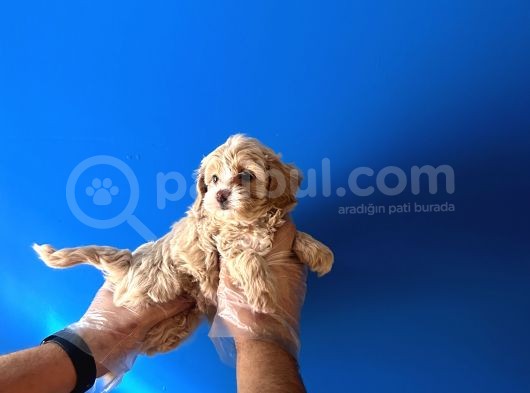 Irk Ve Sağlik Garanti̇li̇ Aşili Malti̇poo Bebekler görsel