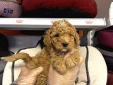 Toy Poodle Bebekleri̇mi̇z