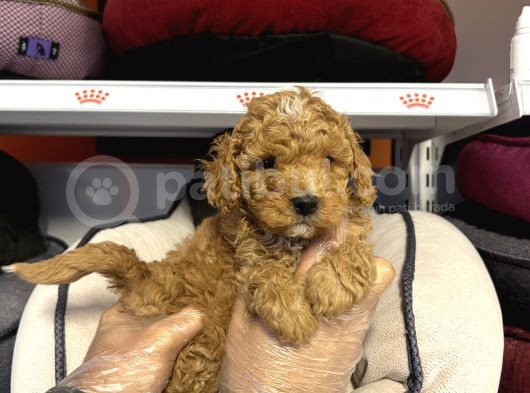 Toy Poodle Bebekleri̇mi̇z görsel