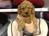 Irk Ve Sağlik Garanti̇li̇ Aşili Toy Poodle Bebekler