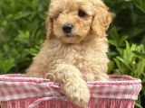 Toy Poodle Yavrular